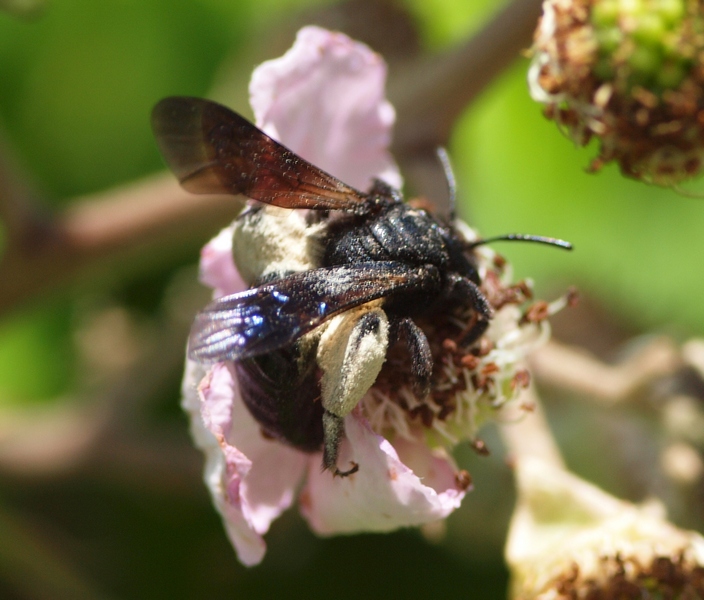 Femmina di Andrena morio